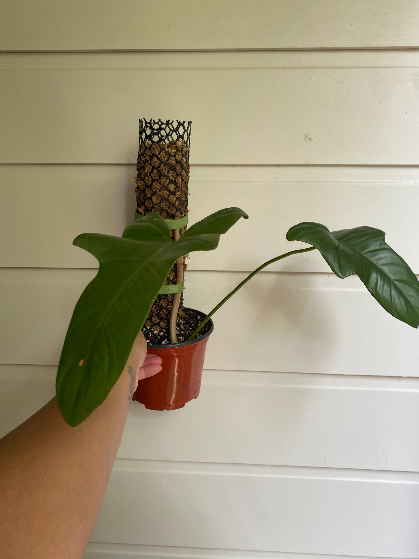 Philodendron bipennifolium