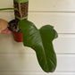 Philodendron bipennifolium