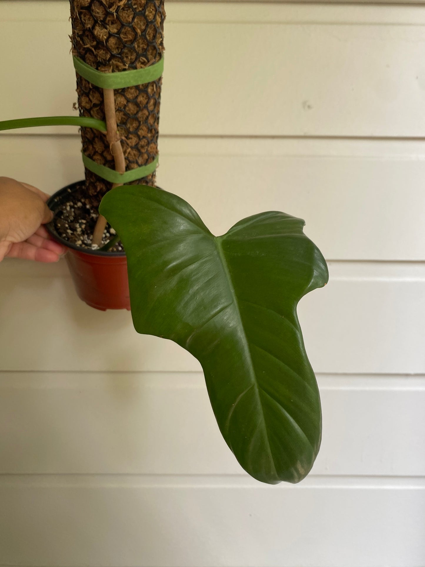 Philodendron bipennifolium