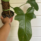 Philodendron bipennifolium