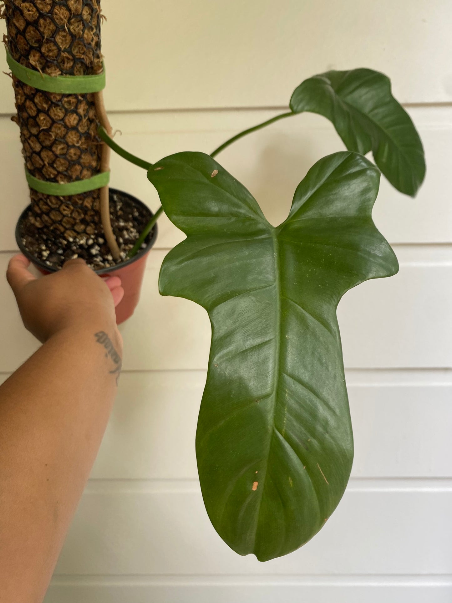 Philodendron bipennifolium