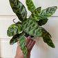 Rattlesnake Calathea