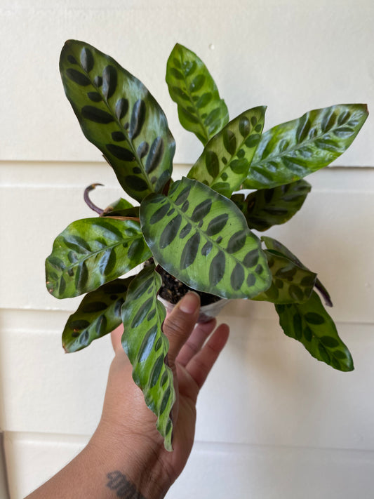 Rattlesnake Calathea