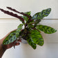 Rattlesnake Calathea