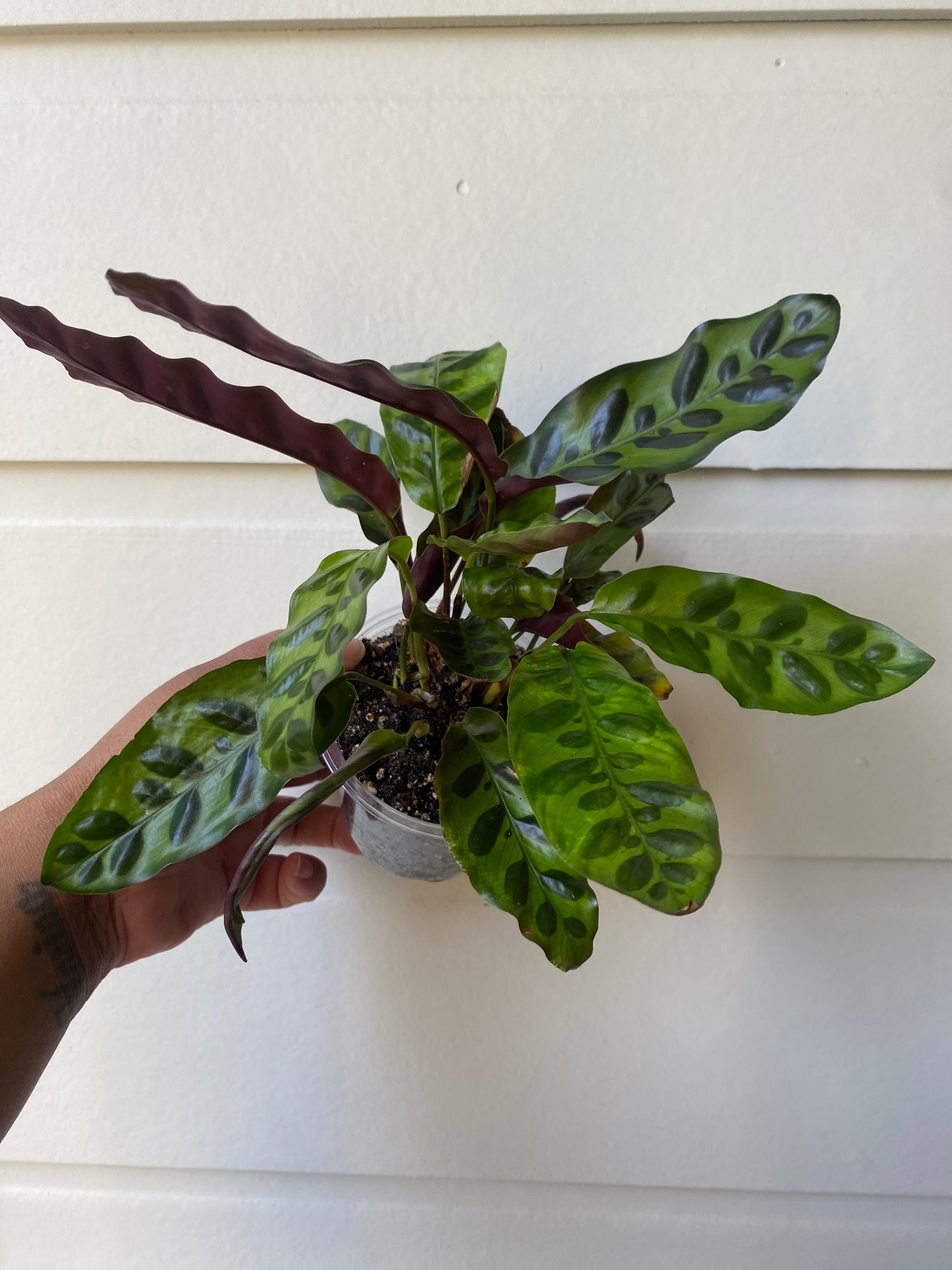 Rattlesnake Calathea