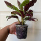 Rattlesnake Calathea