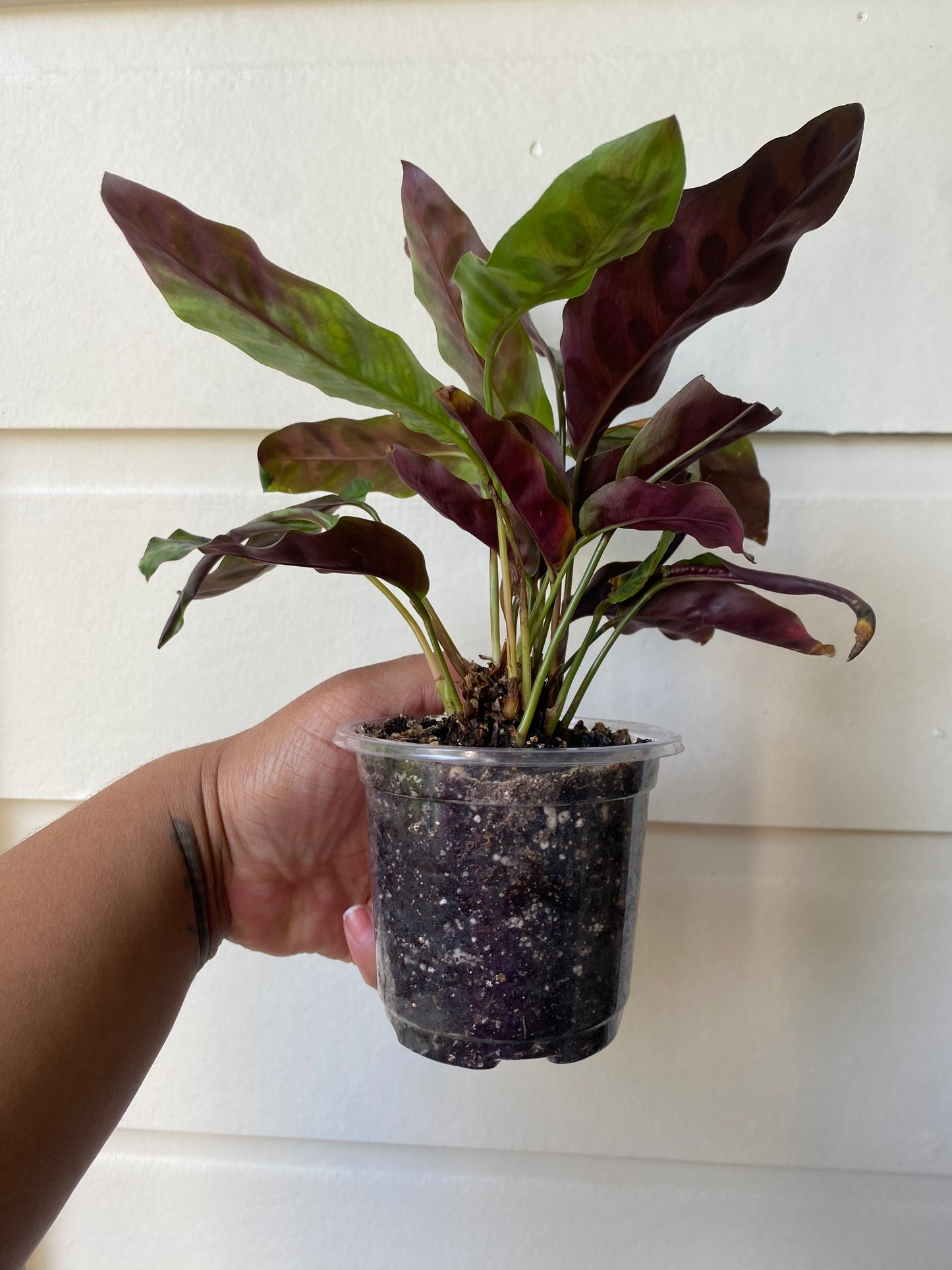 Rattlesnake Calathea