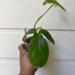 Philodendron tripartitum