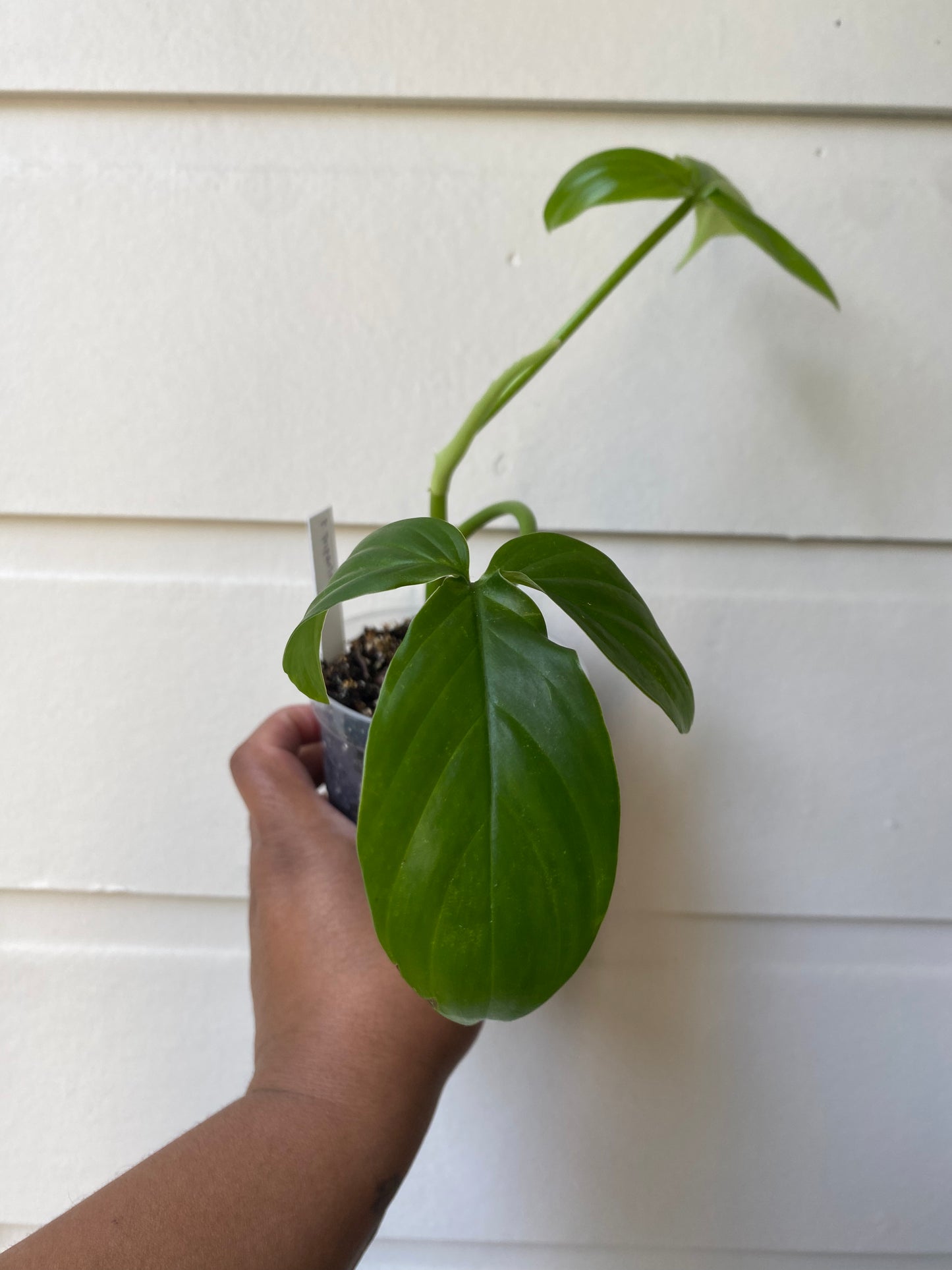 Philodendron tripartitum