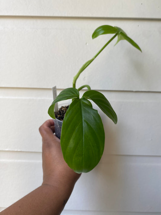 Philodendron tripartitum