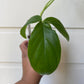 Philodendron tripartitum