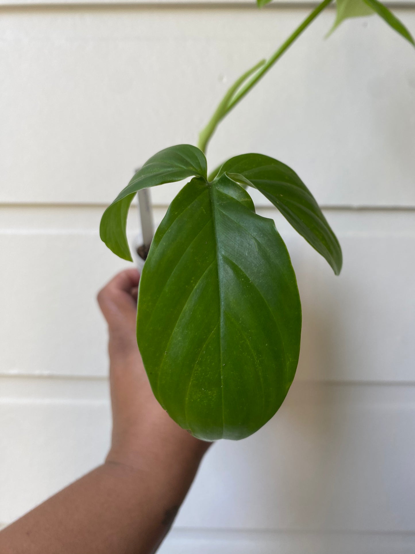 Philodendron tripartitum