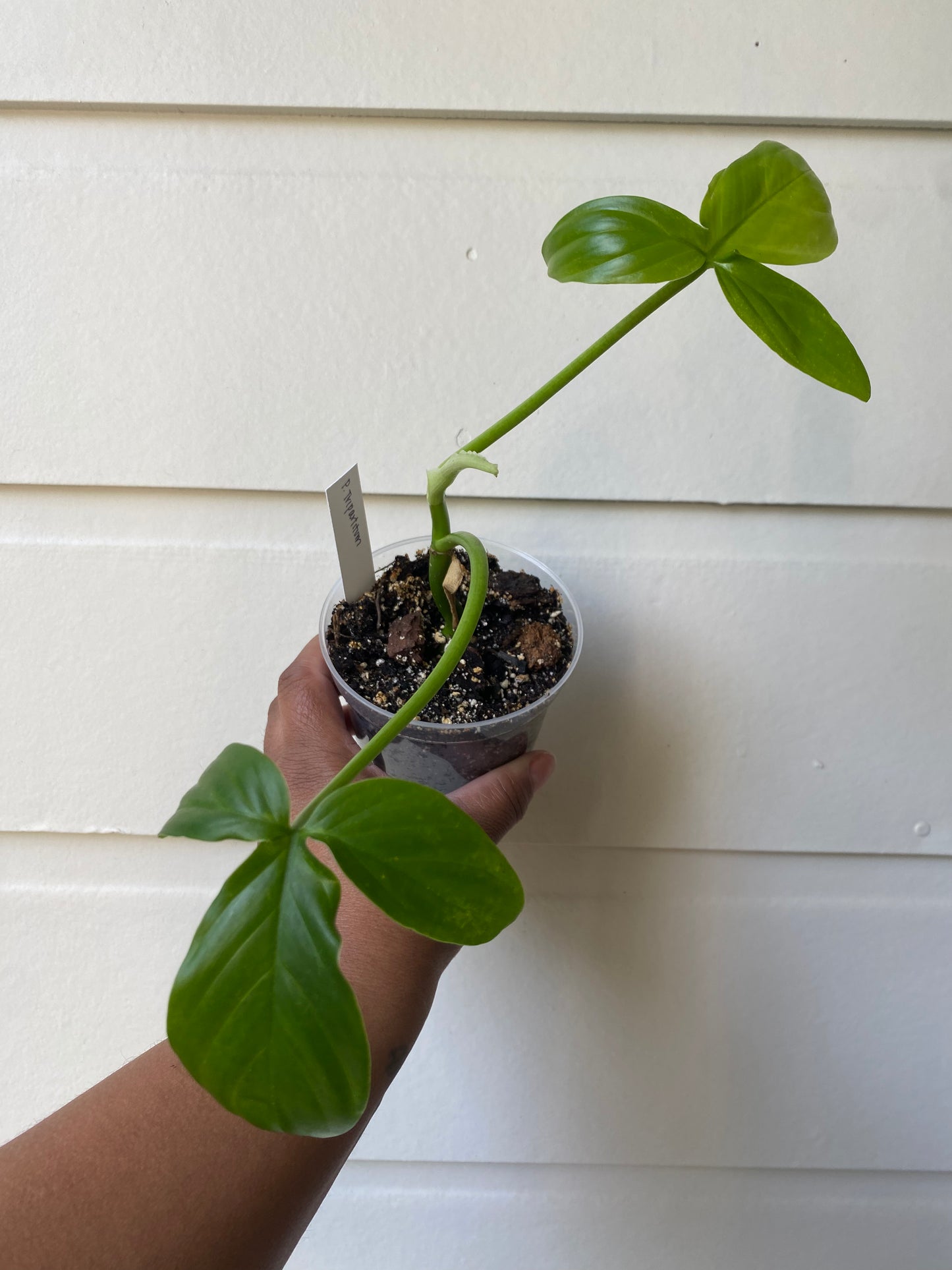 Philodendron tripartitum