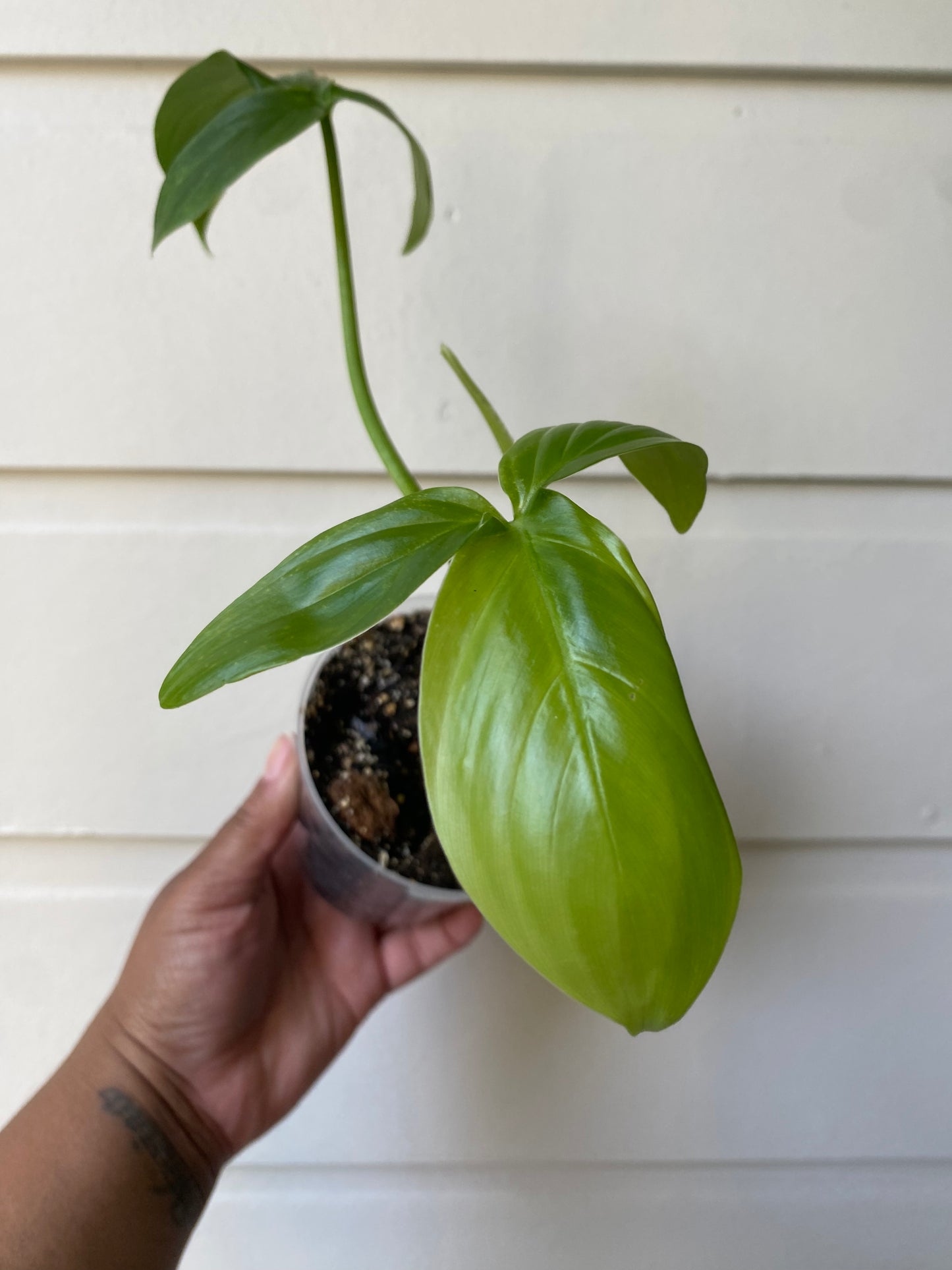 Philodendron tripartitum