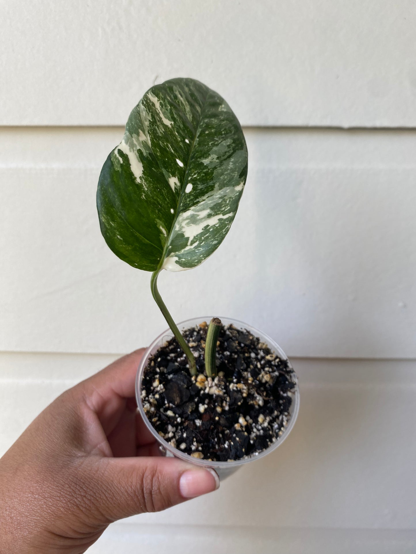 Epipremnum Pinnatum Albo - High Variegation