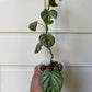 Philodendron Brandtianum