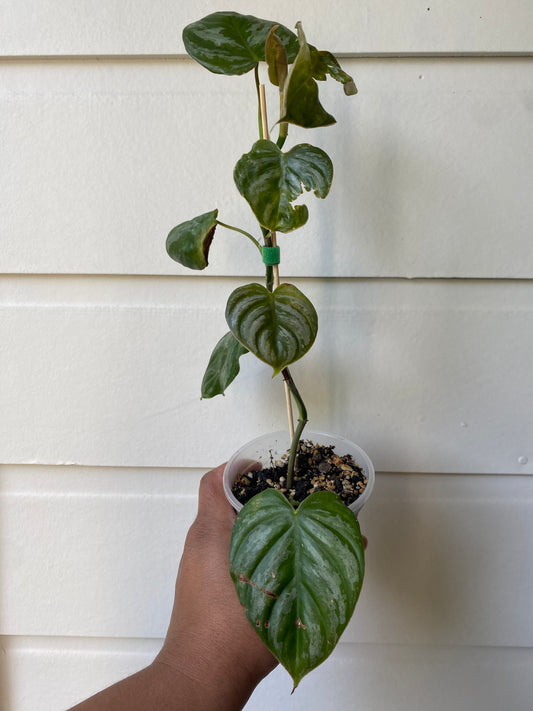 Philodendron Brandtianum