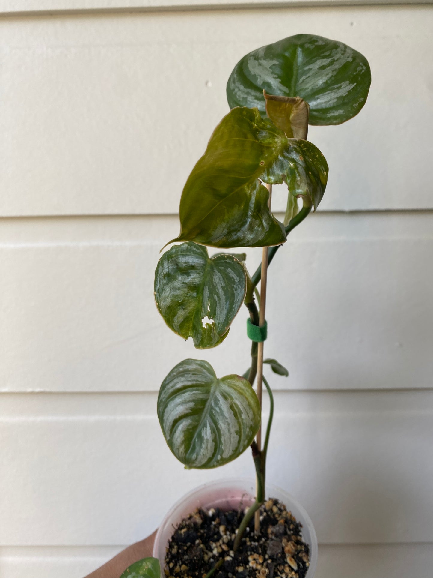 Philodendron Brandtianum