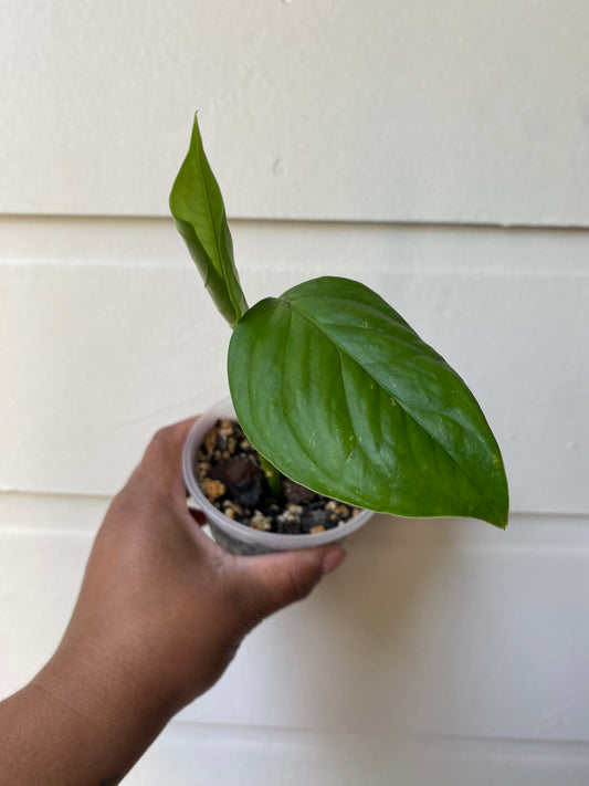 Monstera Lechleriana