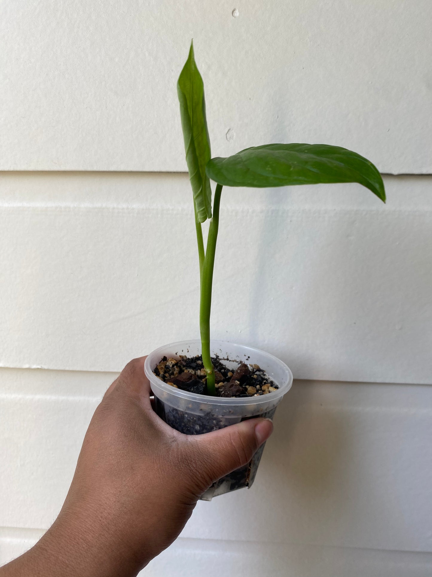 Monstera Lechleriana