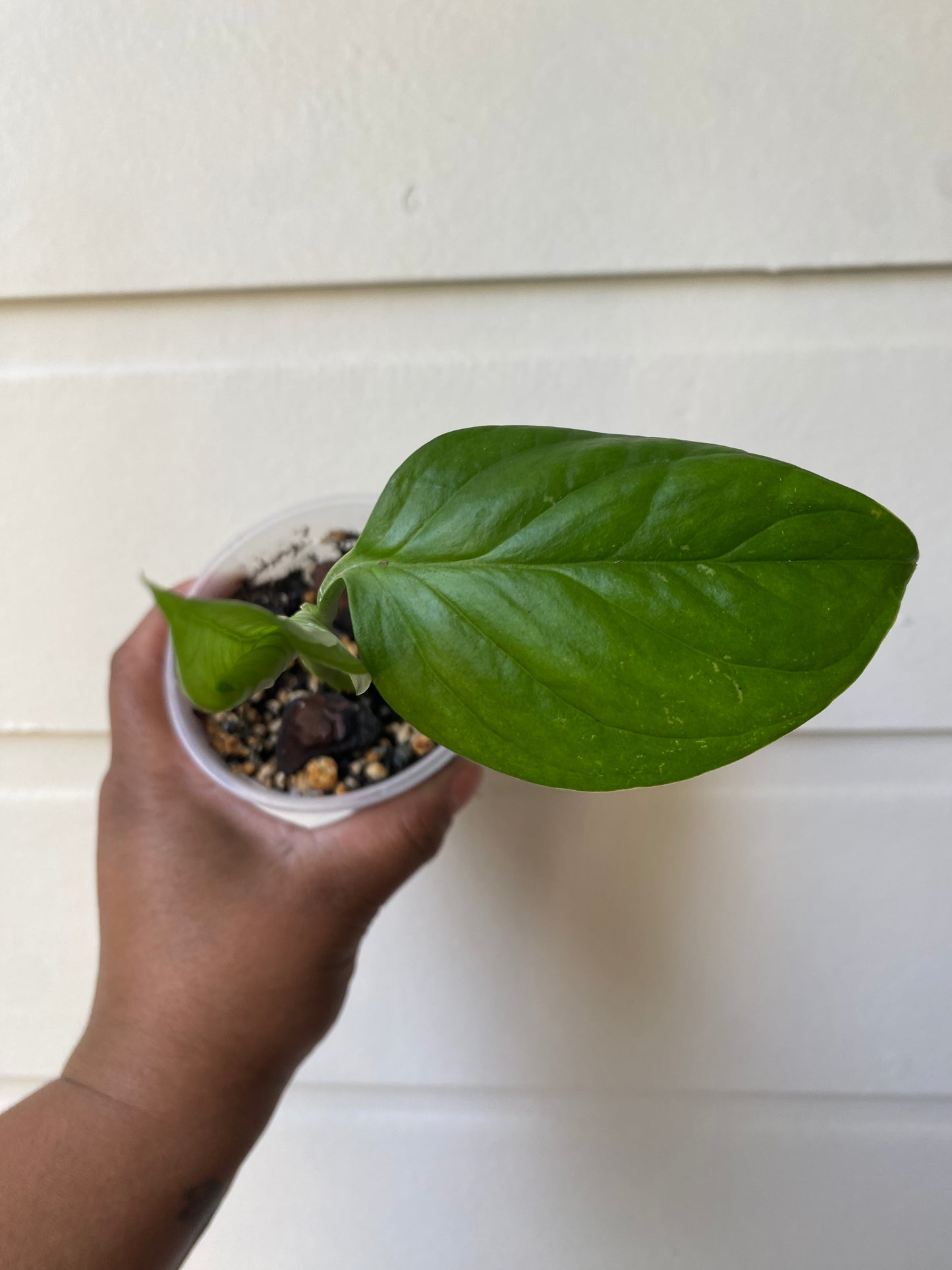 Monstera Lechleriana