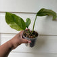 Monstera Lechleriana Variegata