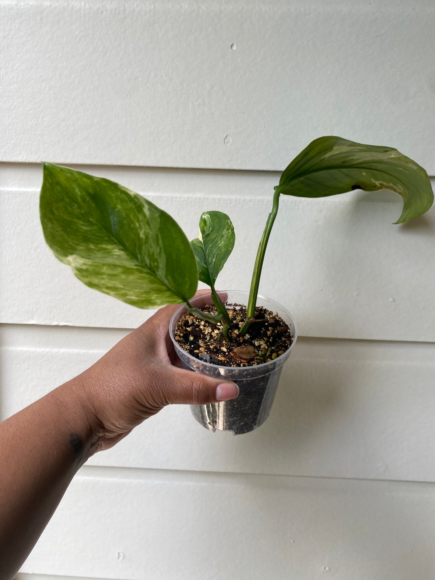 Monstera Lechleriana Variegata