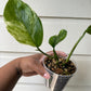 Monstera Lechleriana Variegata