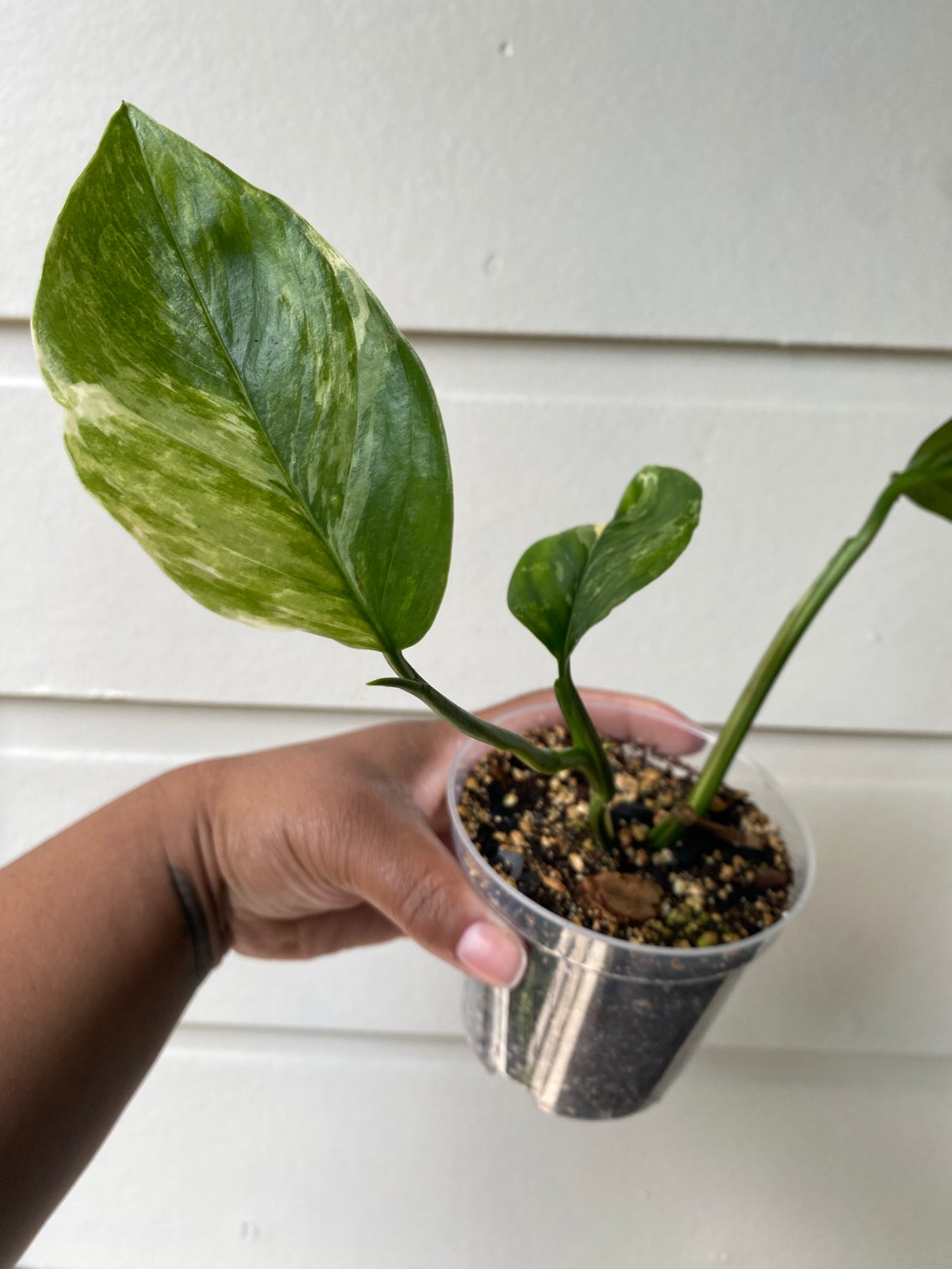 Monstera Lechleriana Variegata