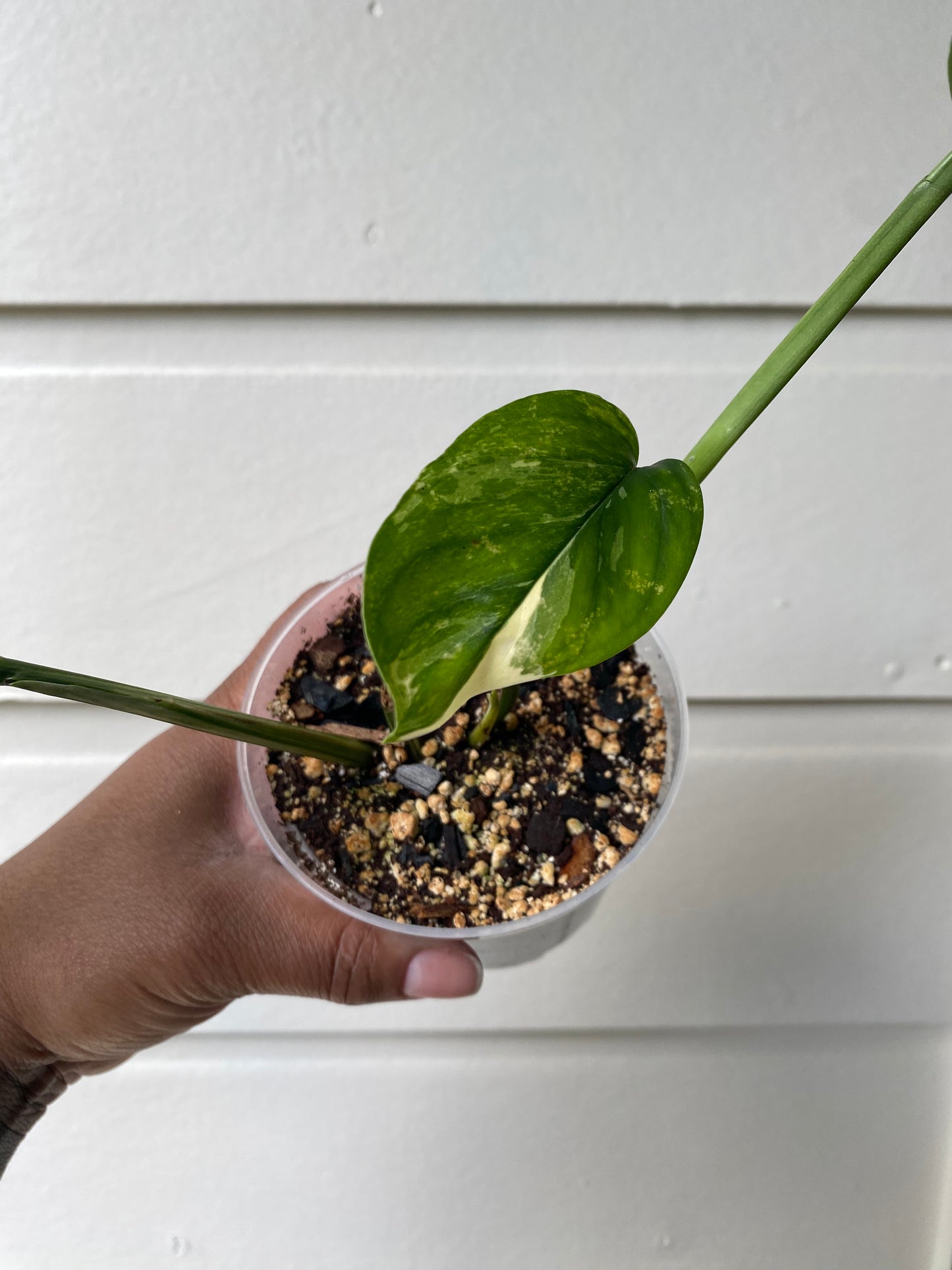 Monstera Lechleriana Variegata