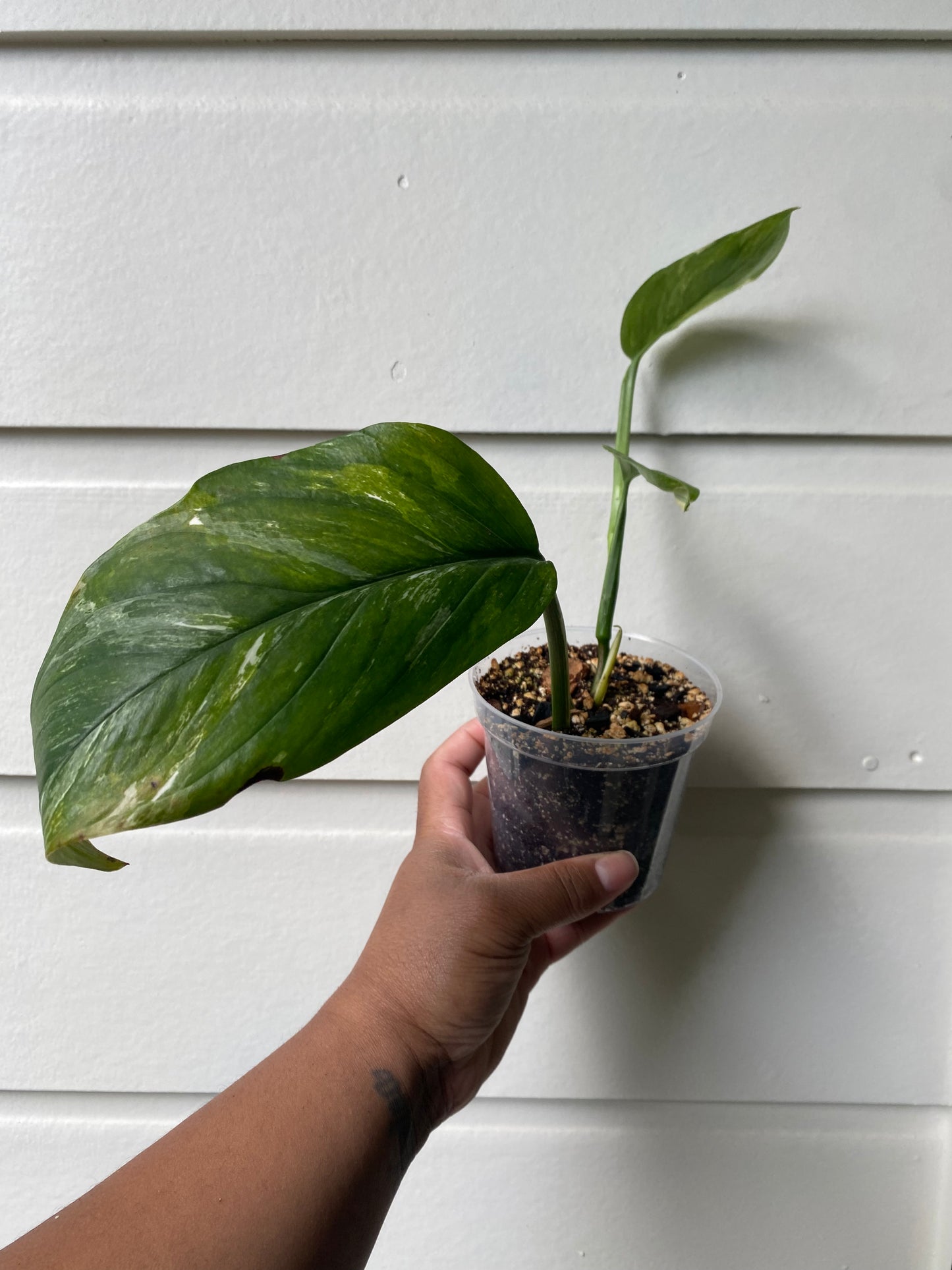 Monstera Lechleriana Variegata