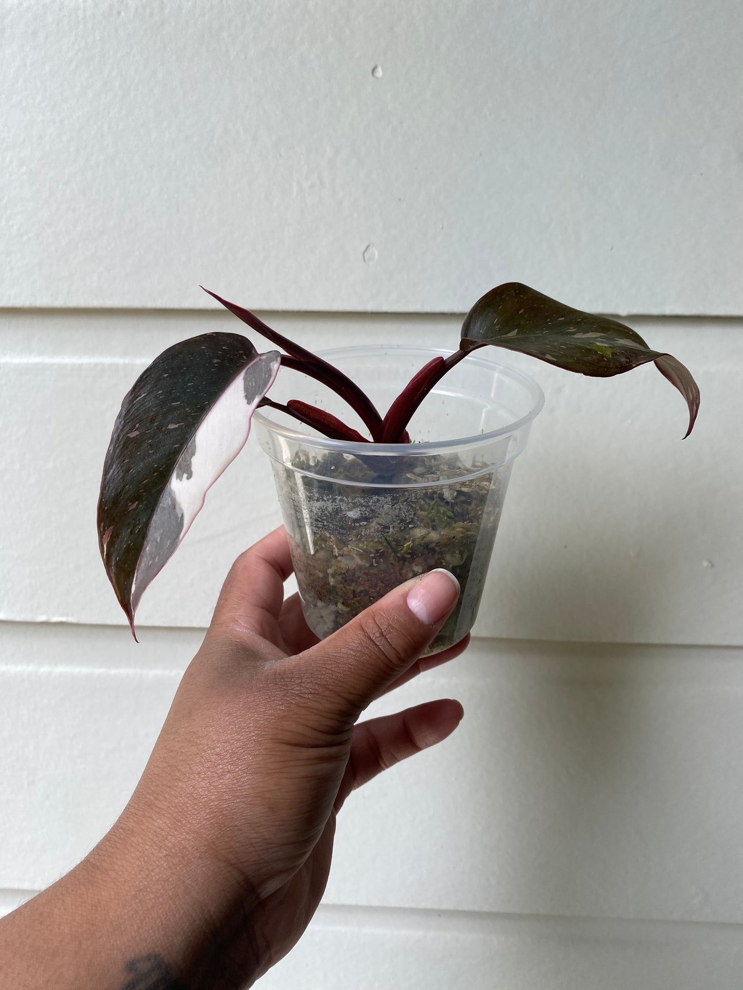 Philodendron Red Anderson