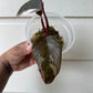 Philodendron Red Anderson