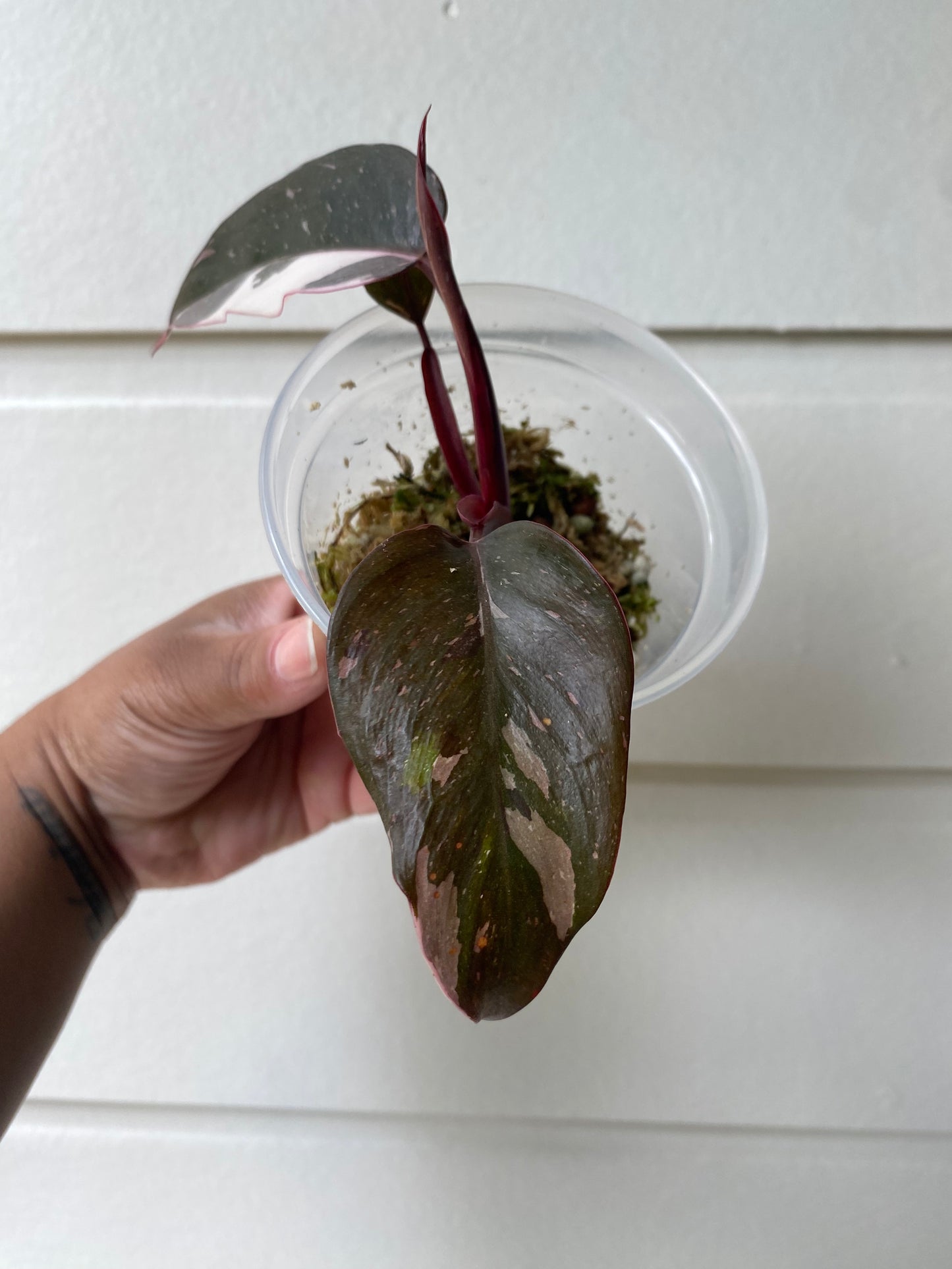 Philodendron Red Anderson