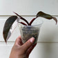 Philodendron Red Anderson