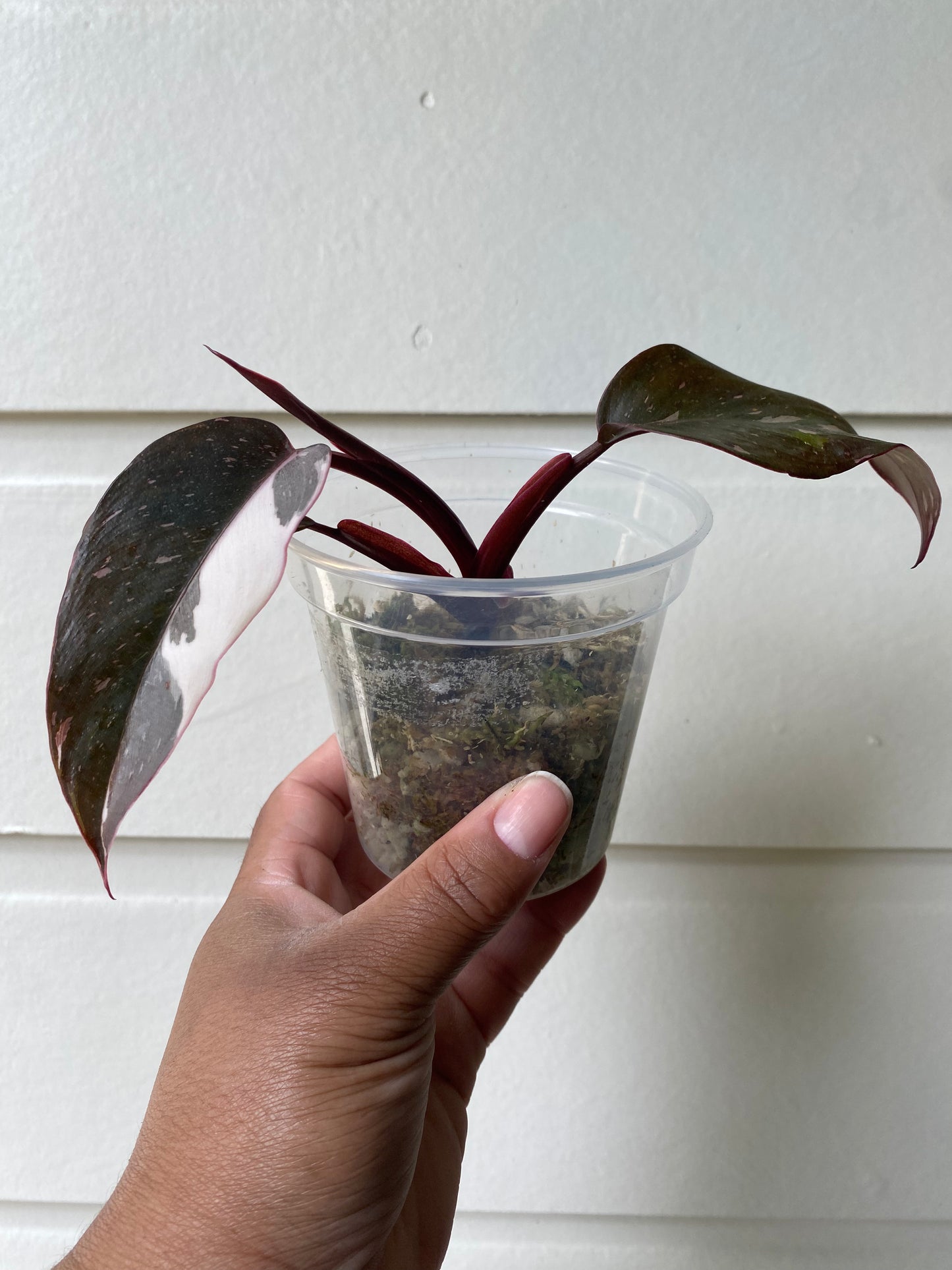 Philodendron Red Anderson