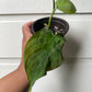 Philodendron Camposportoanum - B