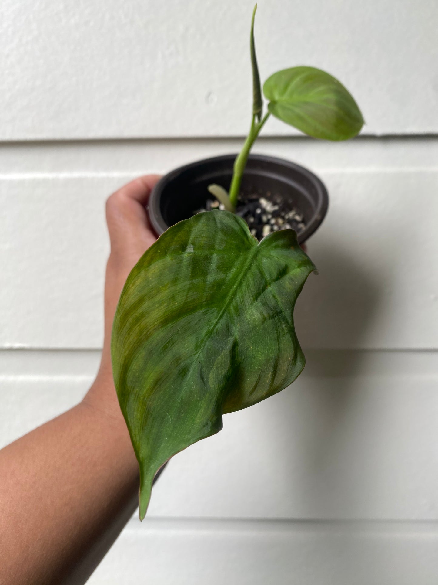 Philodendron Camposportoanum - B