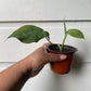 Philodendron Camposportoanum - B