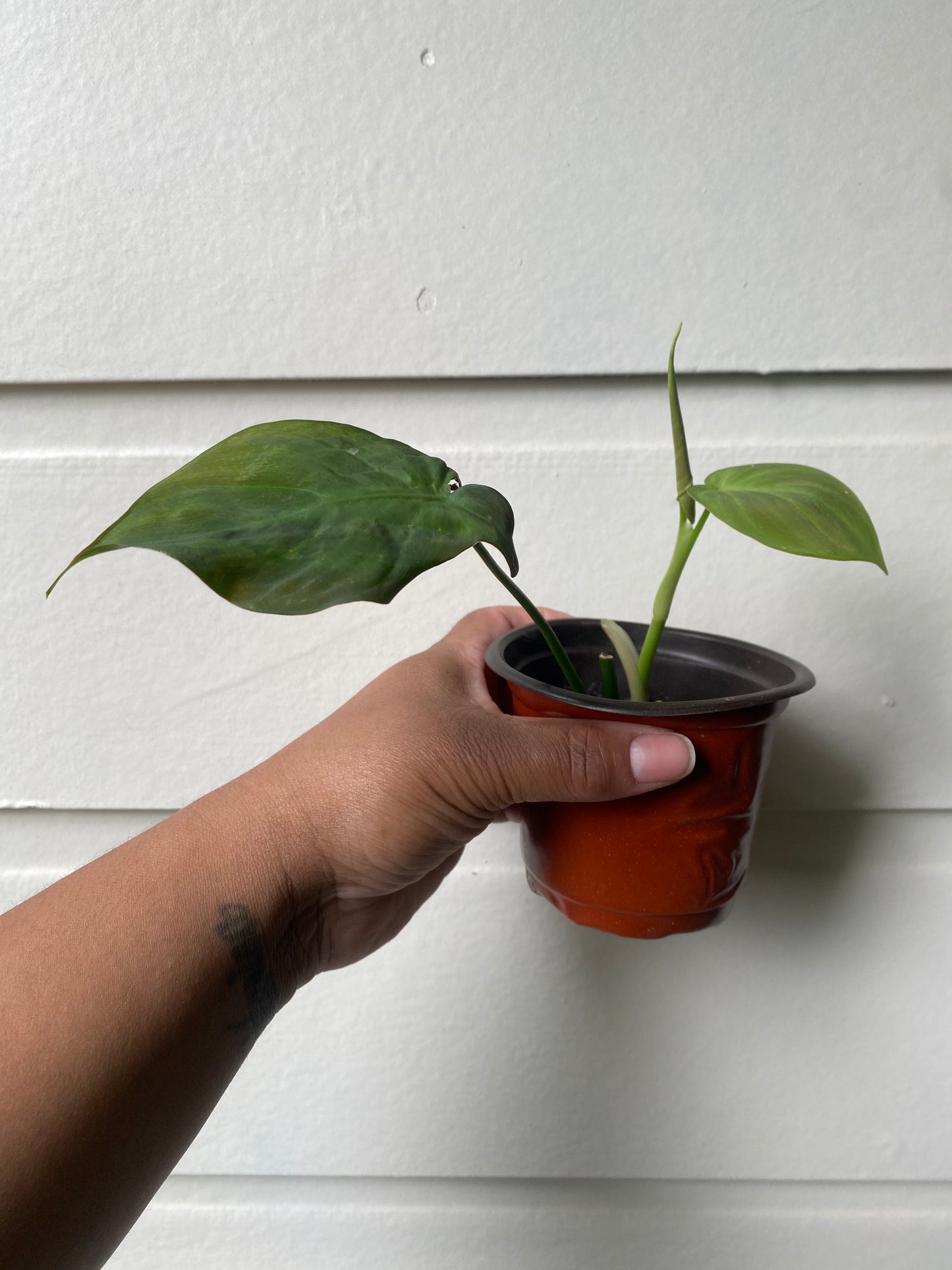 Philodendron Camposportoanum - B