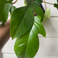 Philodendron Squamiferum