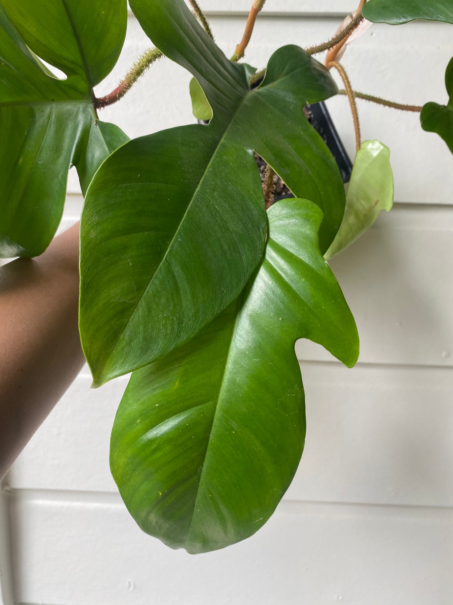 Philodendron Squamiferum