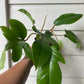 Philodendron Squamiferum