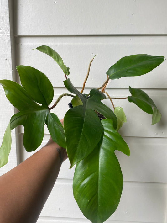 Philodendron Squamiferum