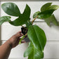 Philodendron Squamiferum