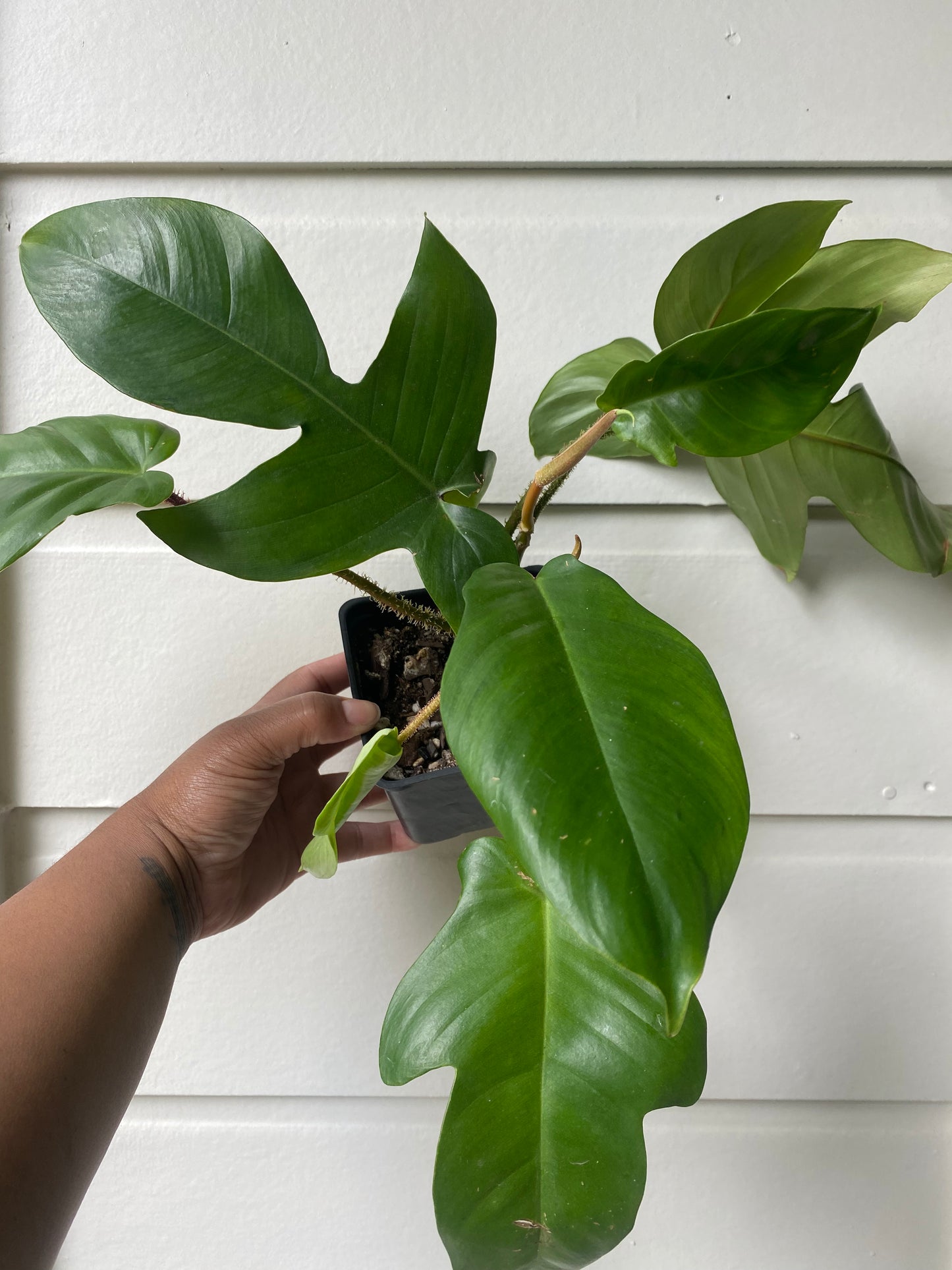 Philodendron Squamiferum