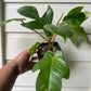 Philodendron Squamiferum