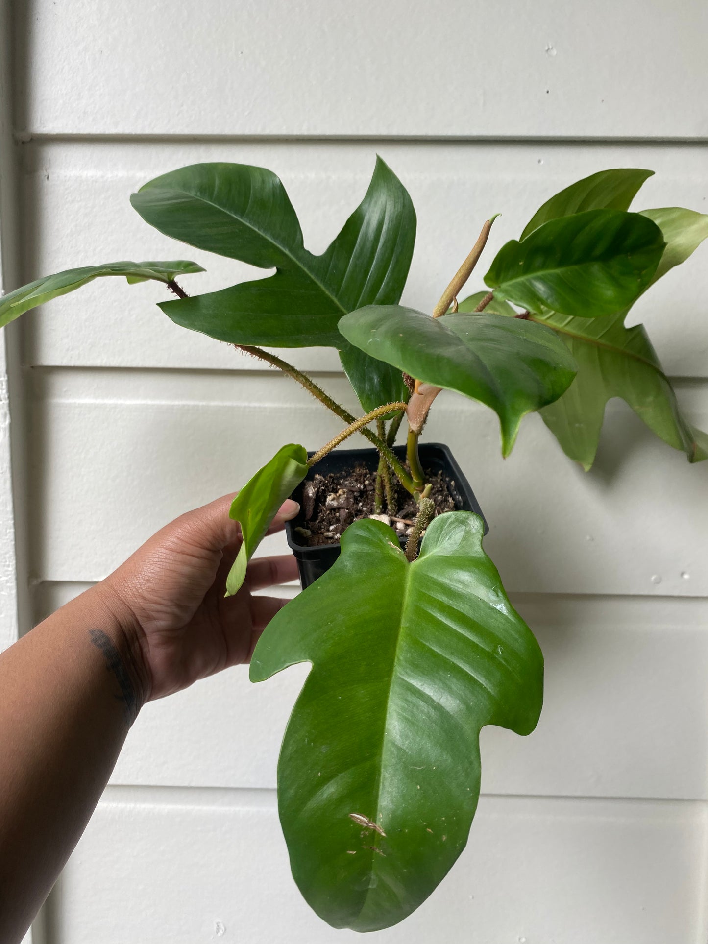 Philodendron Squamiferum