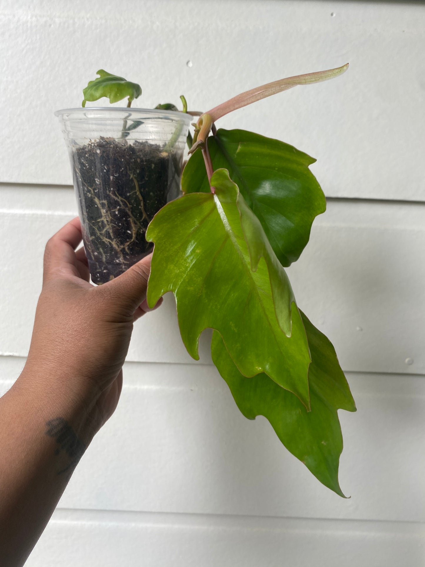 Philodendron Mayoi - A