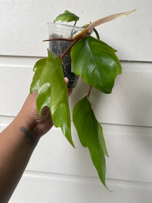 Philodendron Mayoi - A